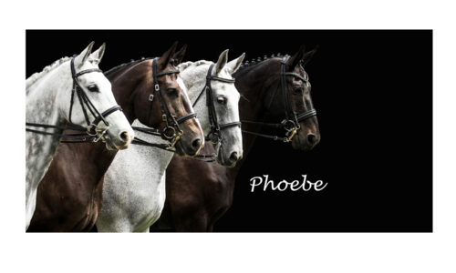 Showtime horse design towel