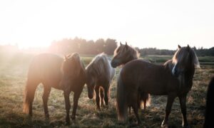 Image of ponies standing in sunlight. When ponies party. If your pony rider has a birthday in May and you’re planning a pony party, we have what you need for horsey-themed party bag gifts. 