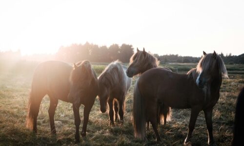 Image of ponies standing in sunlight. When ponies party. If your pony rider has a birthday in May and you’re planning a pony party, we have what you need for horsey-themed party bag gifts. 