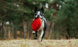 A picture of a Boston Terrier running with a frisbee in his mouth. It's a new post from luvponies.com. Mummy, will summer be back soon? This week's wet weather is a blip in what's expected to be a heatwave summer. Pony riders get prepared here